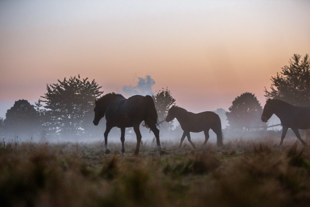 Pferdeherde Nebel Pferdefotografie