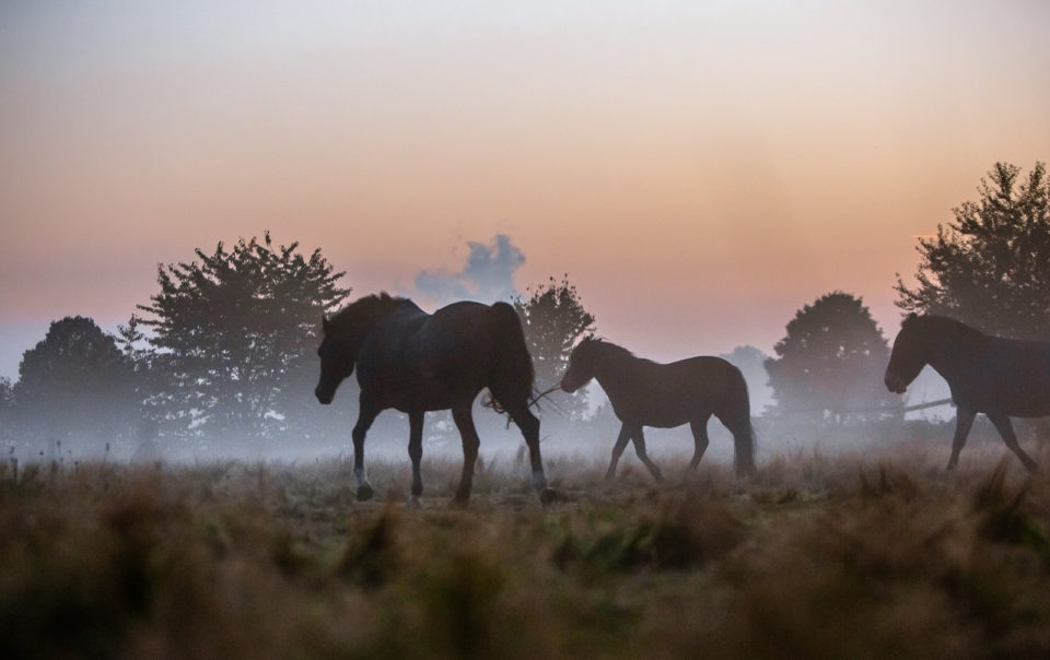 Pferdeherde Nebel Pferdefotografie