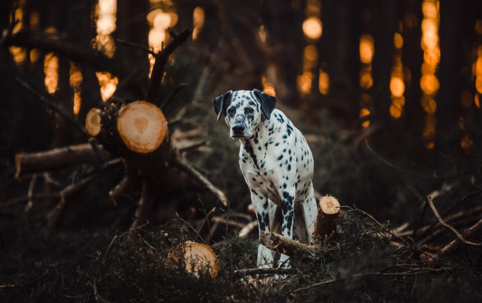 Dalmatinermischling Hundefotografie Sonnenuntergang Wald